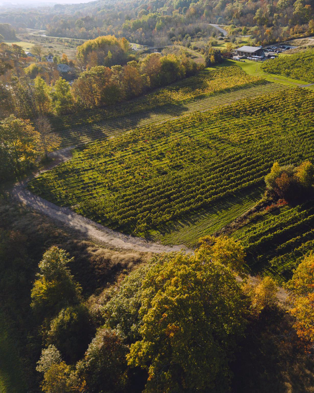 Harvest Vineyard Adventure | Riverside Wine Tasting