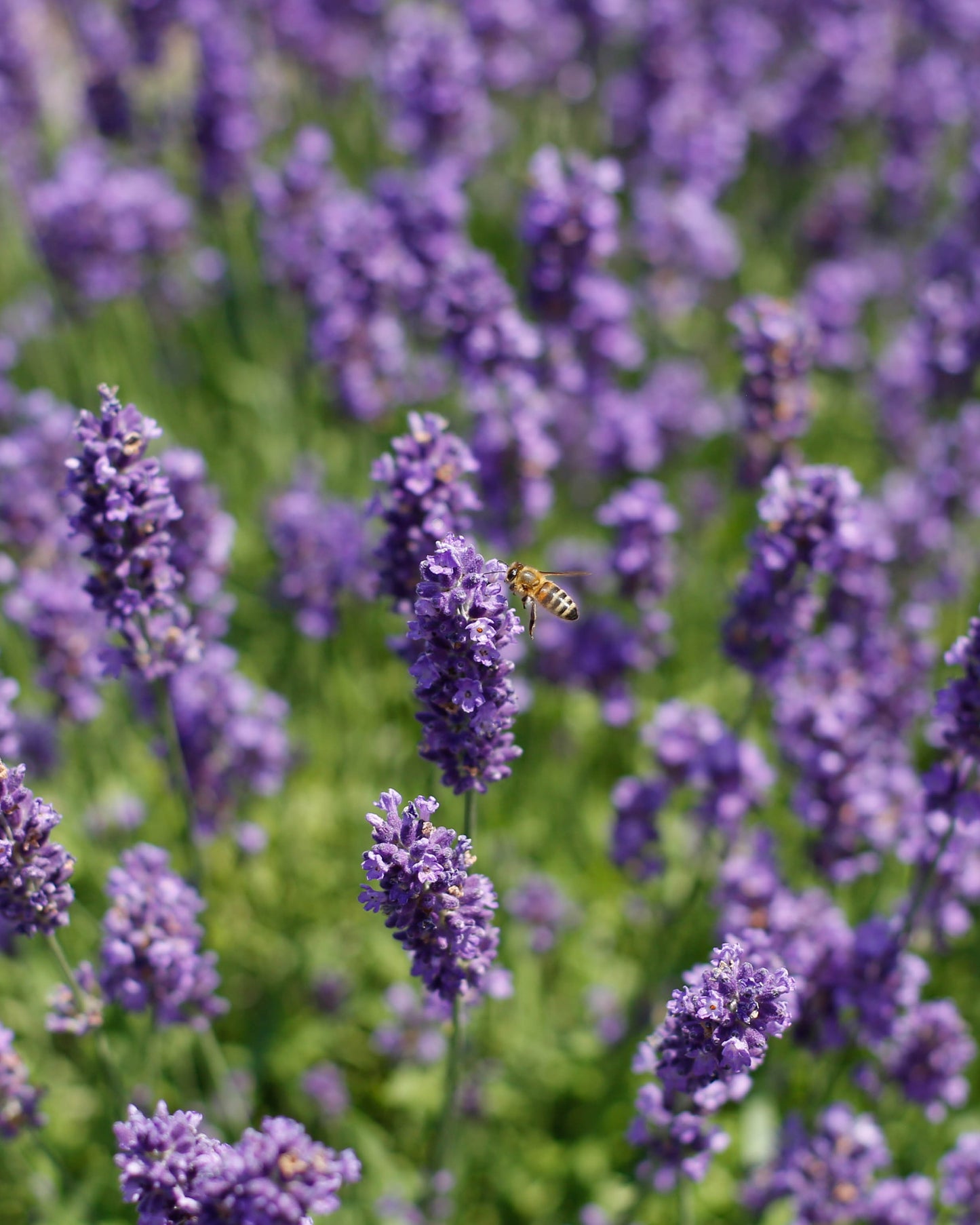 Biodiversity Tour | Wine-Led Walk Through Vines & Gardens