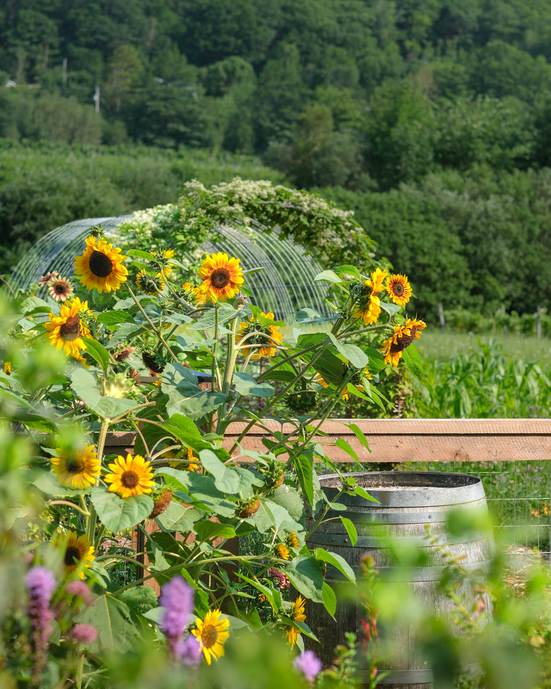Circuit biodiversité | Promenade œnologique à travers les vignes et les jardins