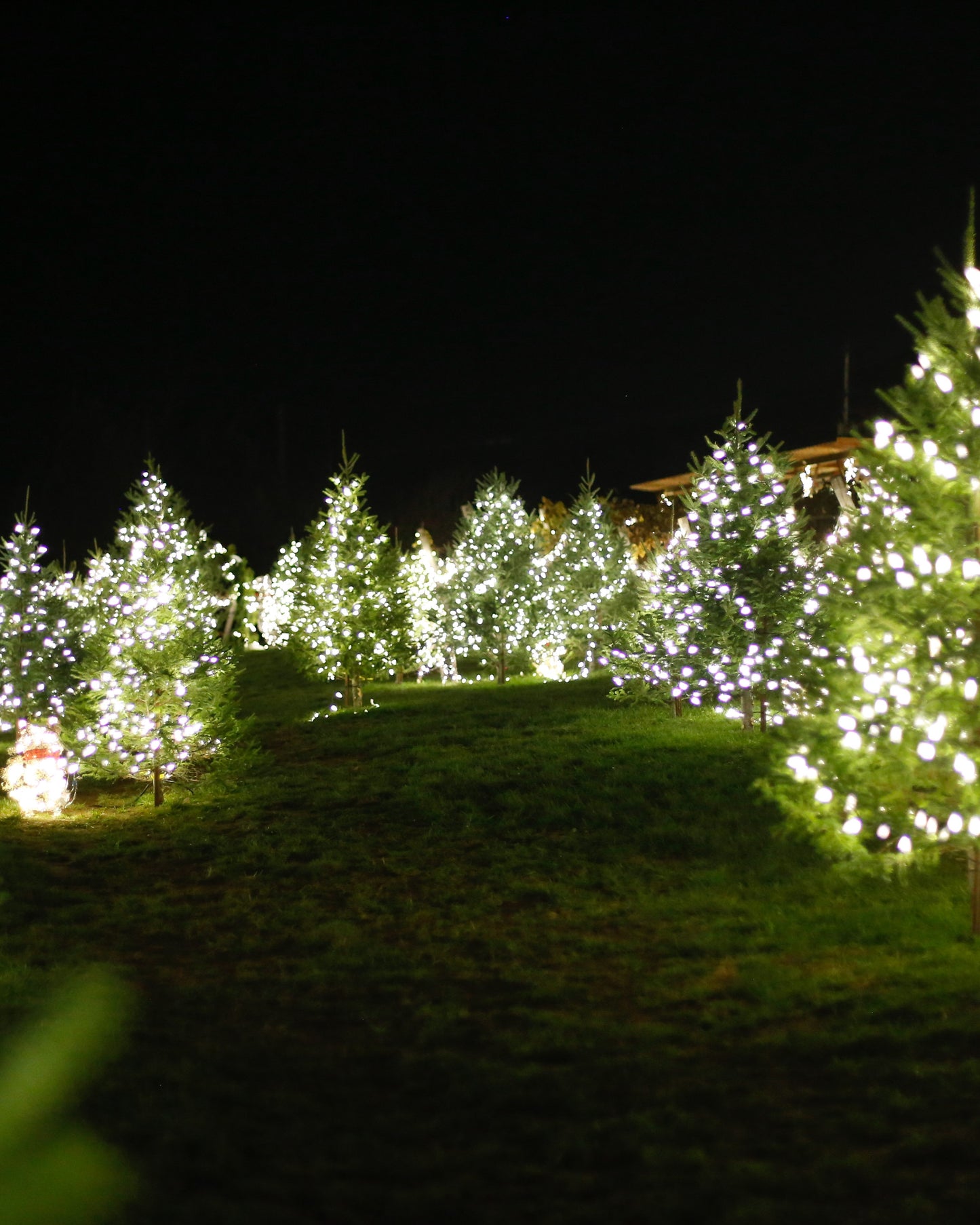 COCKTAILS & HOLIDAY LIGHTS | Saturday, November 22nd | 7pm to 9pm